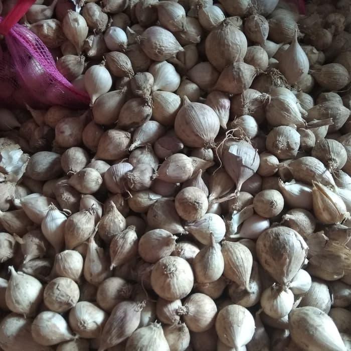 

BAWANG PUTIH TUNGGAL / LANANG LOKAL 500GRAM