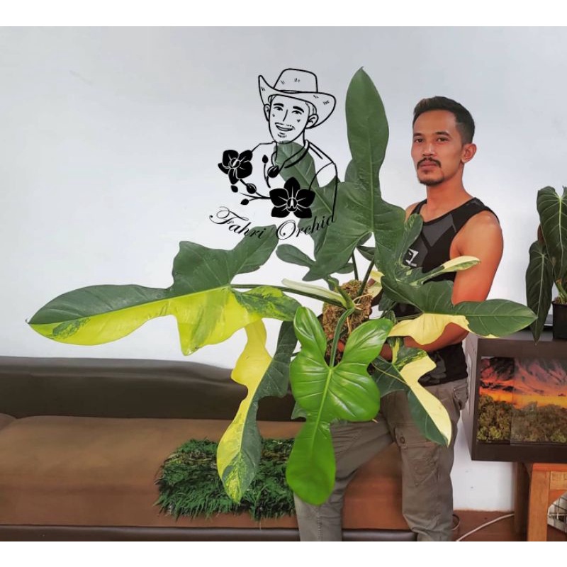 FahriOrchid - Philodendron Violin variegata