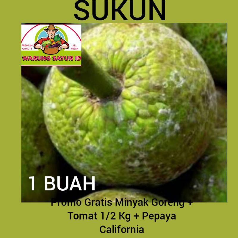 

BUAH SUKUN LANGSUNG PETIK HARGA PER BUAH