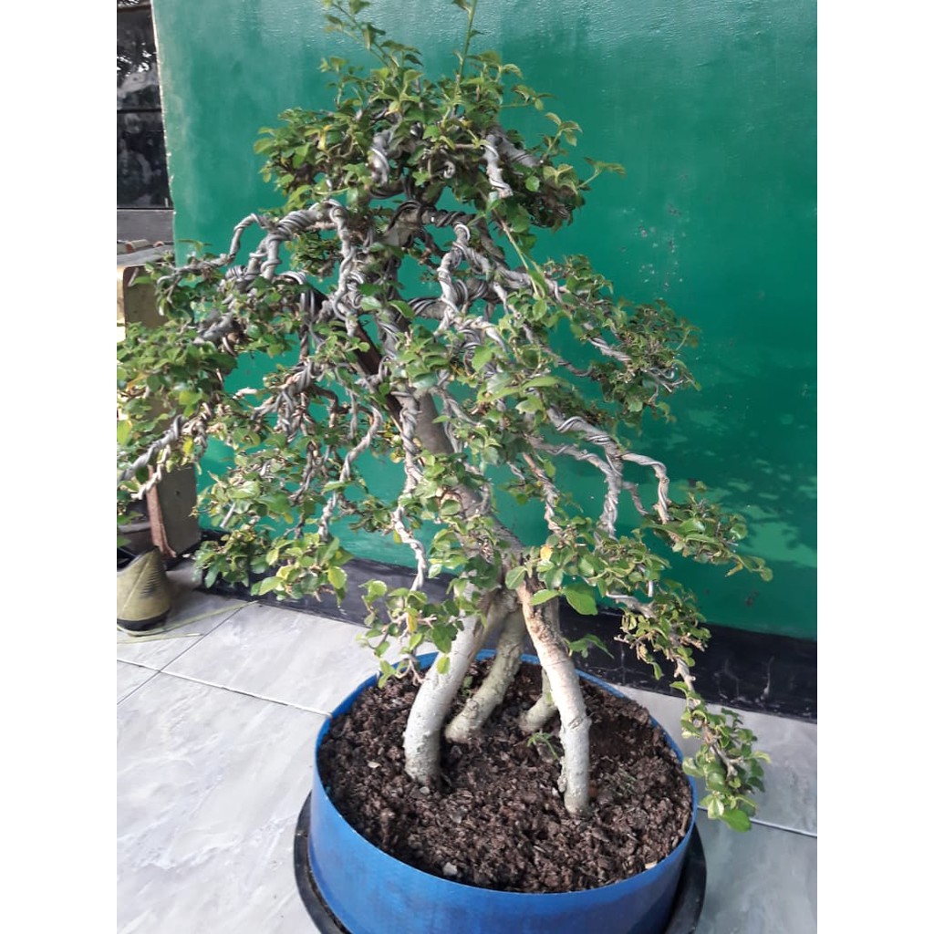 Bahan Bonsai Serut