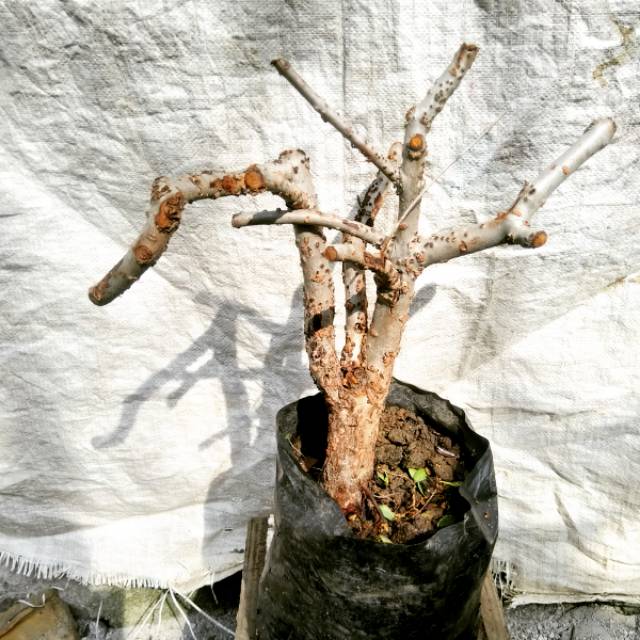 Bonsai santigi mawar/karang bahan dongkelan super