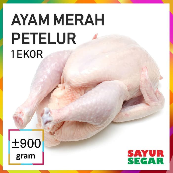 Terjual Ayam Merah Ayam Petelur Kaskus