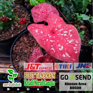 Tanaman Hias Keladi Merah Langka Caladium Sp Hias Daun Shopee Indonesia