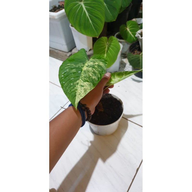 Homalomena Sp Variegata / homalomena variegata