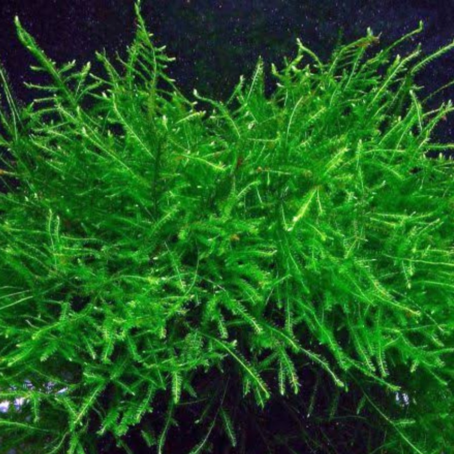 WABIKUSA JAVA MOSS MOSS JAVA MEDIA WABIKUSA AQUASCAPE
