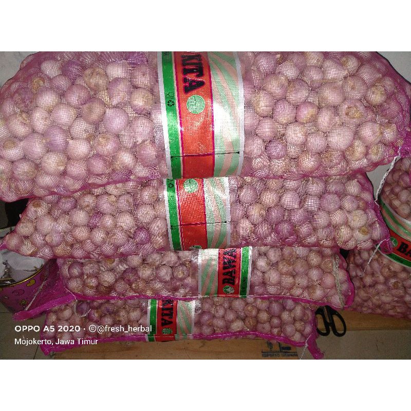 Bawang Putih Tunggal / Bawang Tunggal / Bawang Lanang 1kg Import Kualitas SUPER Ukuran Jumbo