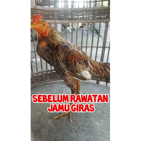 Jamu ayam GIRAS TJF BLITAR 16 stik jamu - ayam pucat