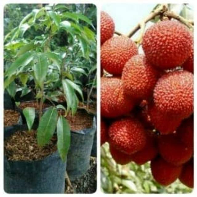 tanaman buah leci kom