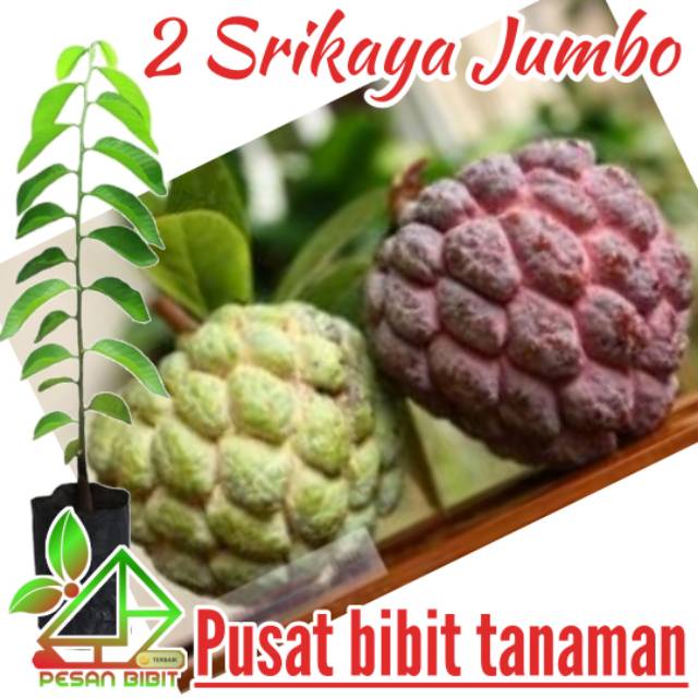 Paket 2 bibit srikaya jumbo SRIKAYA MERAH DAN SRIKAYA TANPA BIJI srikaya paling manis SRIKAYA MURAH