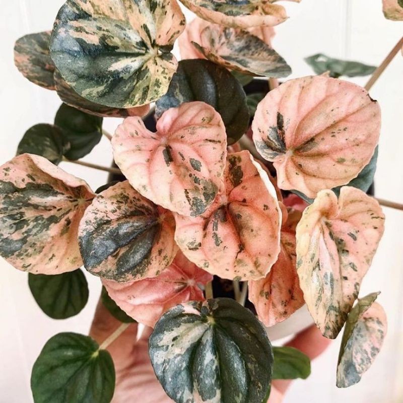 peperomia variegata/ peperomia pink lady
