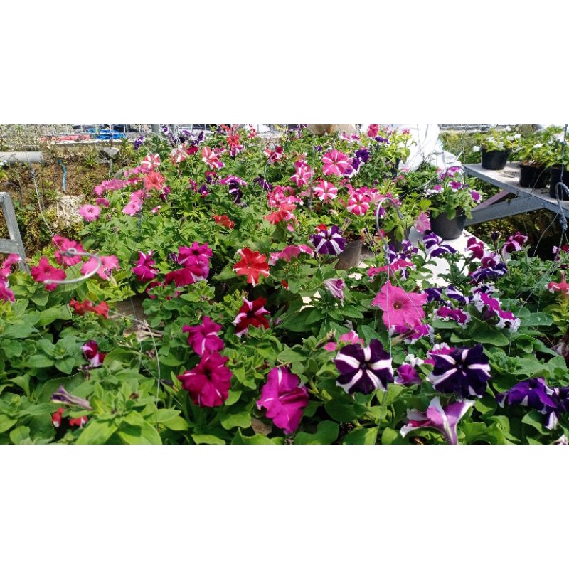 Bunga PETUNIA GANTUNG SUDAH BERBUNGA - Tanaman Hias Bunga Gantung Petunia Berbunga