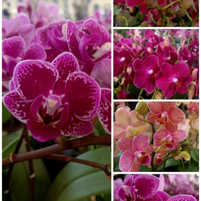 Best Seller Termurah Plant | Anggrek Bulan Mini Knop Bunga