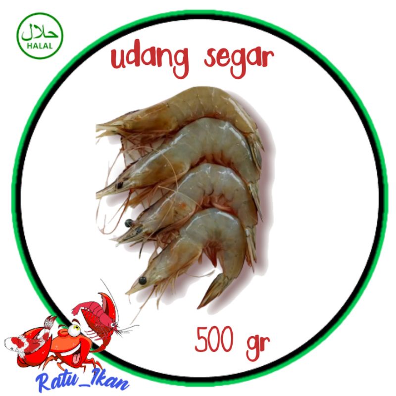 

Udang segar ratu_ikan