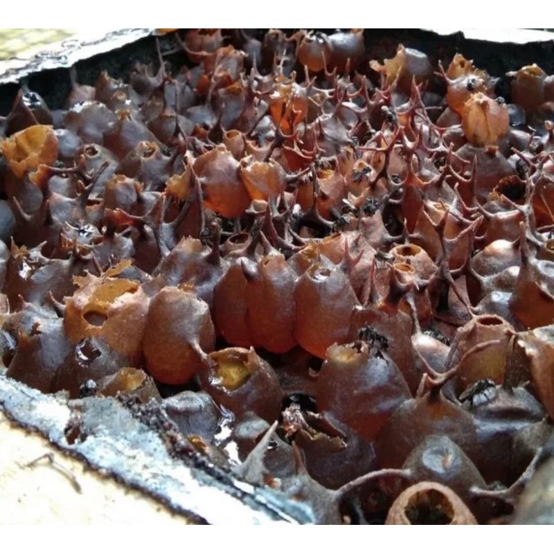 

Madu Kelulut / Madu Klanceng (ternak pribadi)
