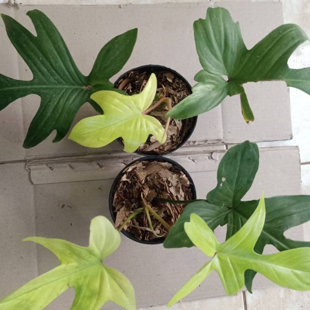 READY Tanaman Bunga Philodendron Florida Ghost Tanaman Hias Florida Ghost Berkualitas