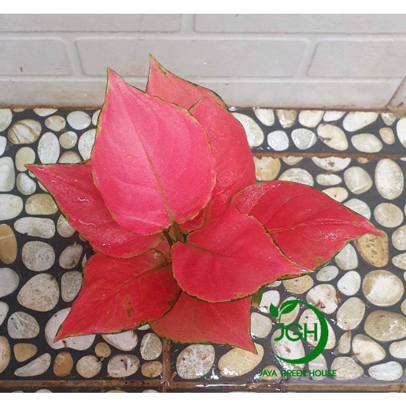 PROMO Aglonema Pink Catrina Remaja (daun 5+6+7+) TERLARIS