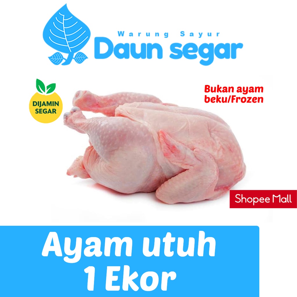 

Ayam Ekoran Fresh Besar Langsung dari pemotongan