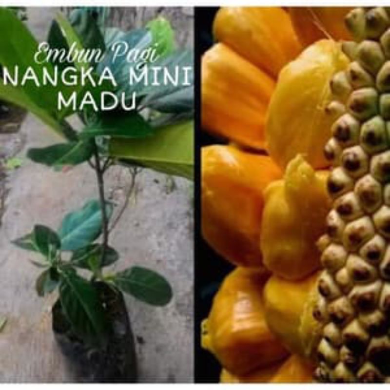 

bibit buah nangka cepat berbuah berkualitas