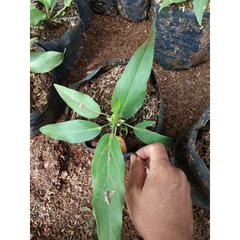 tanaman hias anthurium gelombang cinta..benih anthurium gelombang cinta