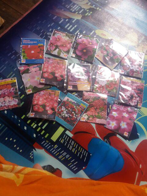 Phlox Sugar Star, 8 Biji