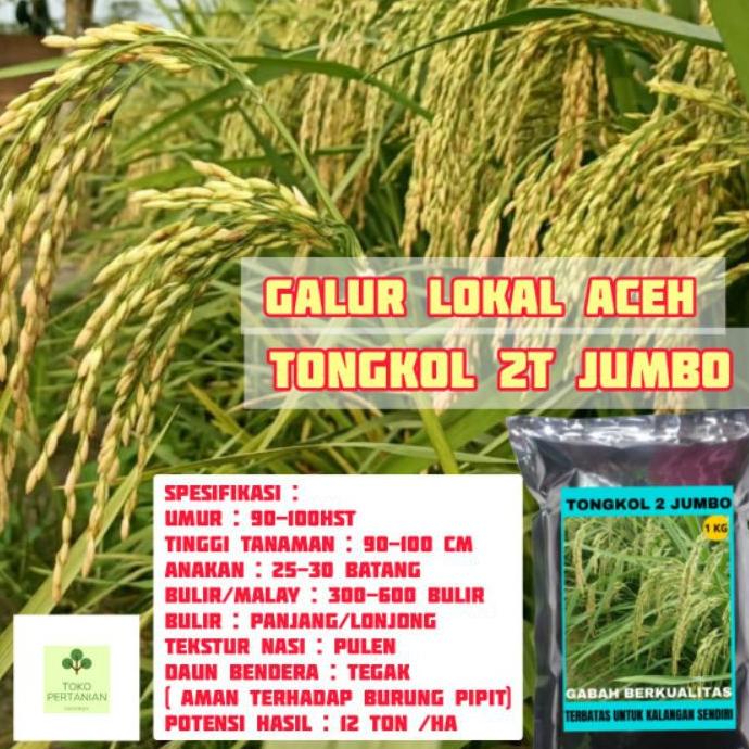 [LR26]COD tongkol2 jumbo benih padi Galur lokal Aceh berkualitas.-Terbaru