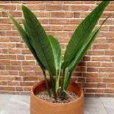 philodendron linette tanaman hias philo linette