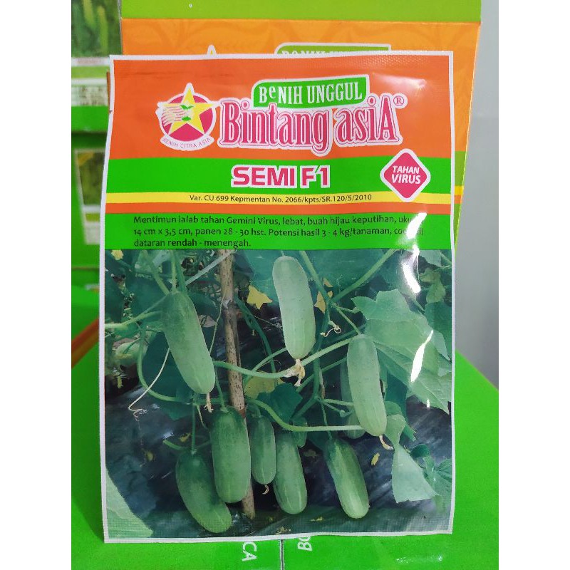Benih Bibit Timun Semi F1 20 gram Original Pack Bintang Asia