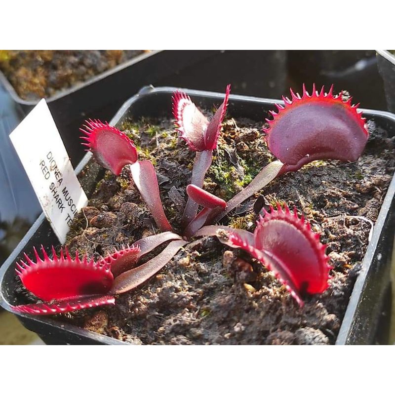 Tanaman Karnivora Venus FlyTrap Venusflytrap VFT Red Shark