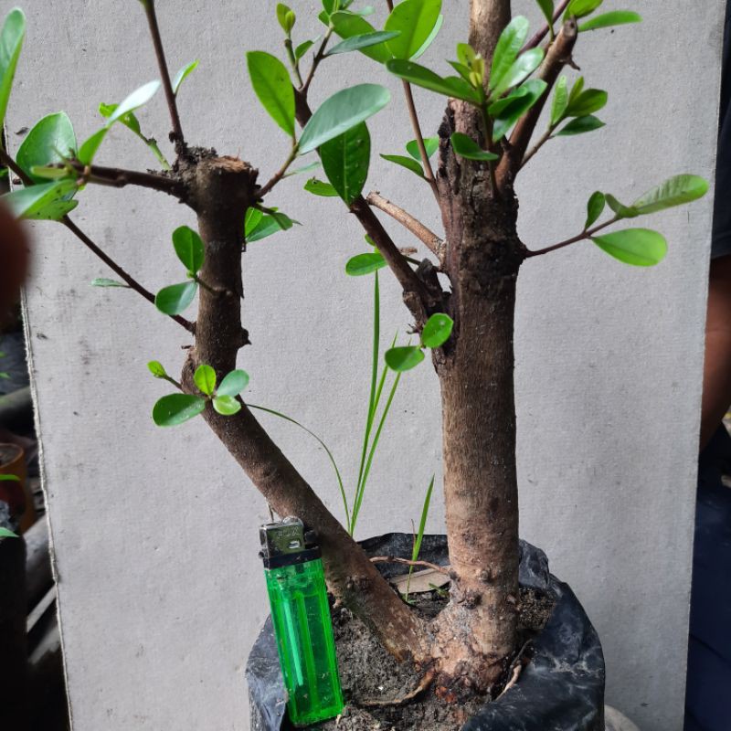 bahan bonsai jamblang/juwet/duwet/ tanaman herbal jamblang/juwet/duwet.