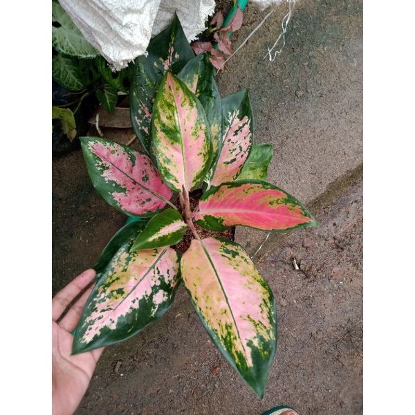 Paket aglonema Kochin hibrid+ lukisan cinta