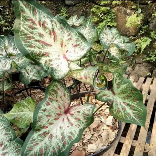 Tanaman Hias Caladium Corong Keladi Corong Shopee Indonesia