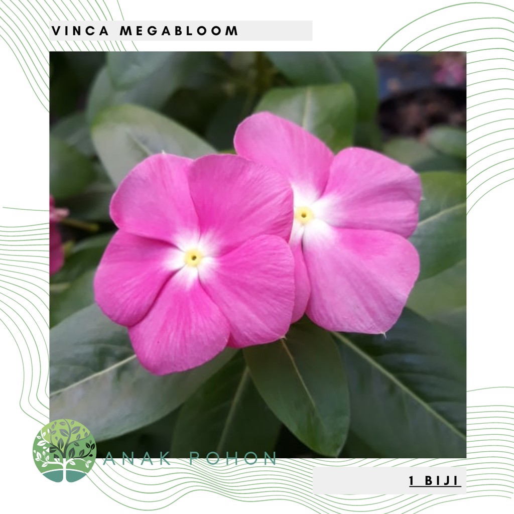 Benih Bibit Biji - Bunga Vinca Megabloom Flower Seeds