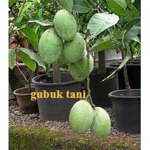 Bibit Mangga Madu Super Murah Sudah Hasil Okulasi Tanaman Tabulampot