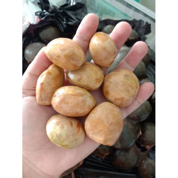 

JENGKOL TUA | JERING TUA | JENGKOL KUPAS MURAH | PER BIJI