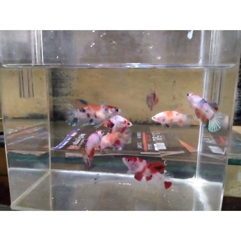 ikan cupang induk female/betina full telur