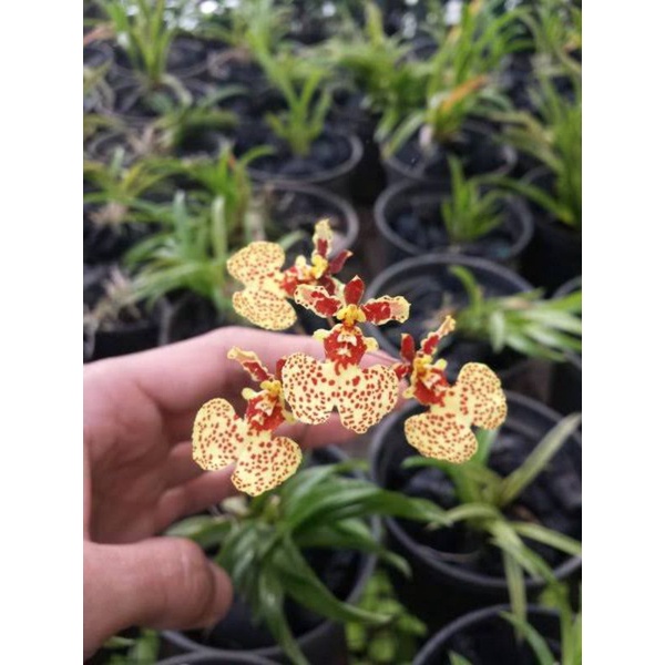 seedling anggrek oncidium equitan-bibit anggrek oncidium