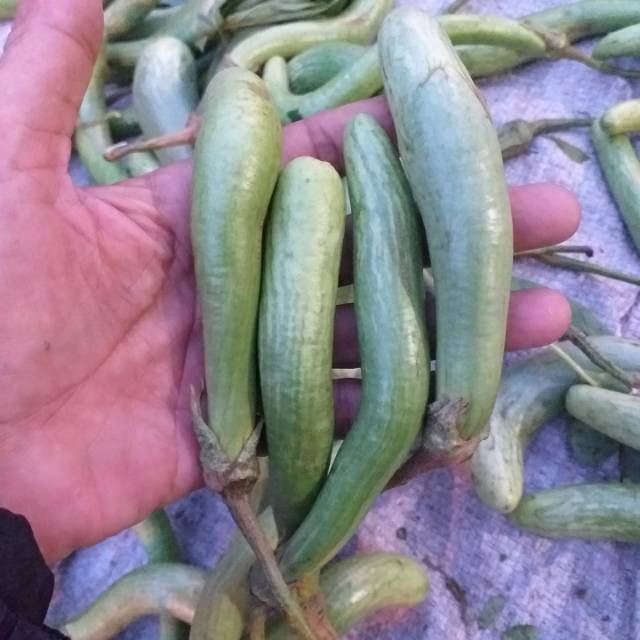 

Terong telunjuk 250gr