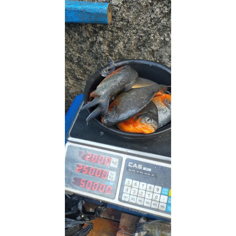 

IKAN BAWAL SEGAR 1KG