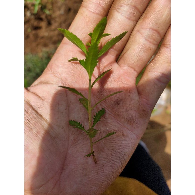 

proserpinaca palustris cuba