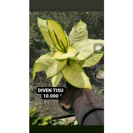 tanaman diven tisu