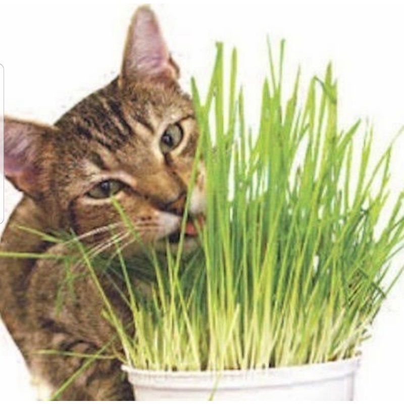 Benih Rumput Gandum Benih Rumput Kucing Benih Wheatgrass