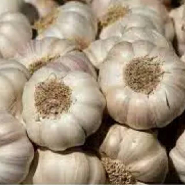 

Bawang Putih Banci