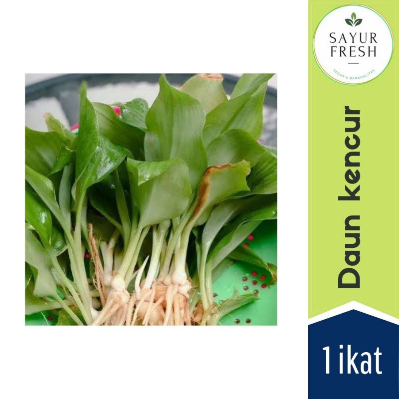

Daun kencur 1 ikat