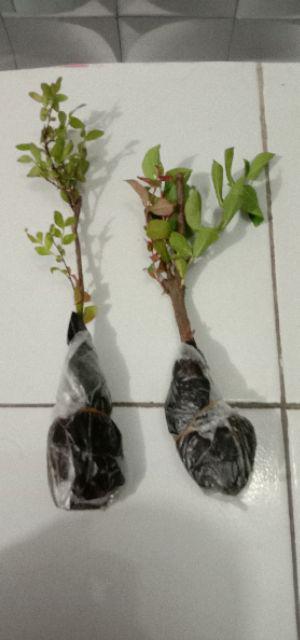 Tanaman Bunga Sakura Lokal Pink