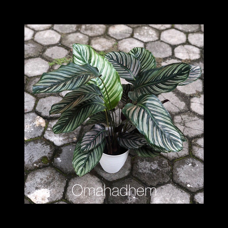 Calathea Ornata Pink Stripe