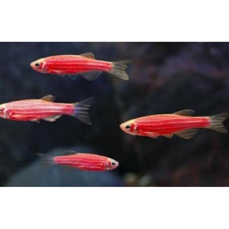 

ikan red danio zebra