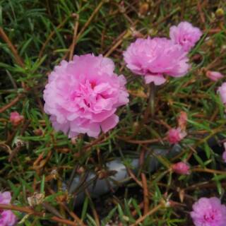  Krokot  pink mossrose pink portulaca stek krokot  tumpuk 