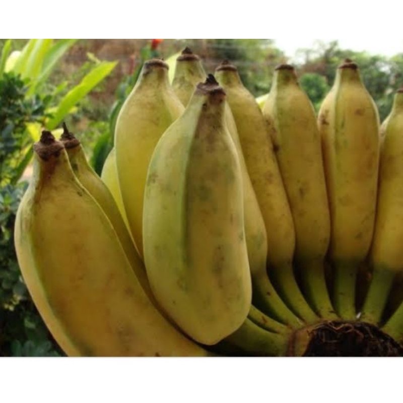 

pisang siam/pisang sieum