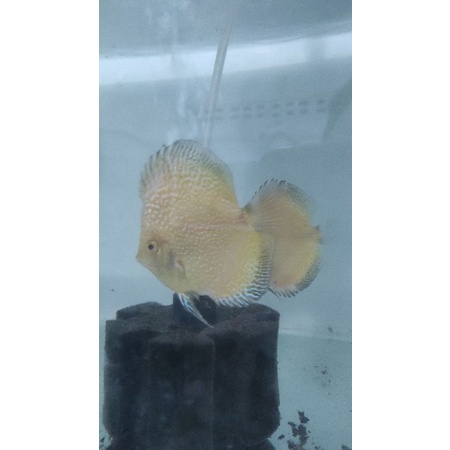 discus bulldog 2 inch