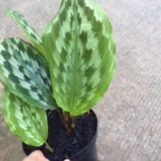  Tanaman  Hias Calathea kencur  Kalatea Merak  Shopee 